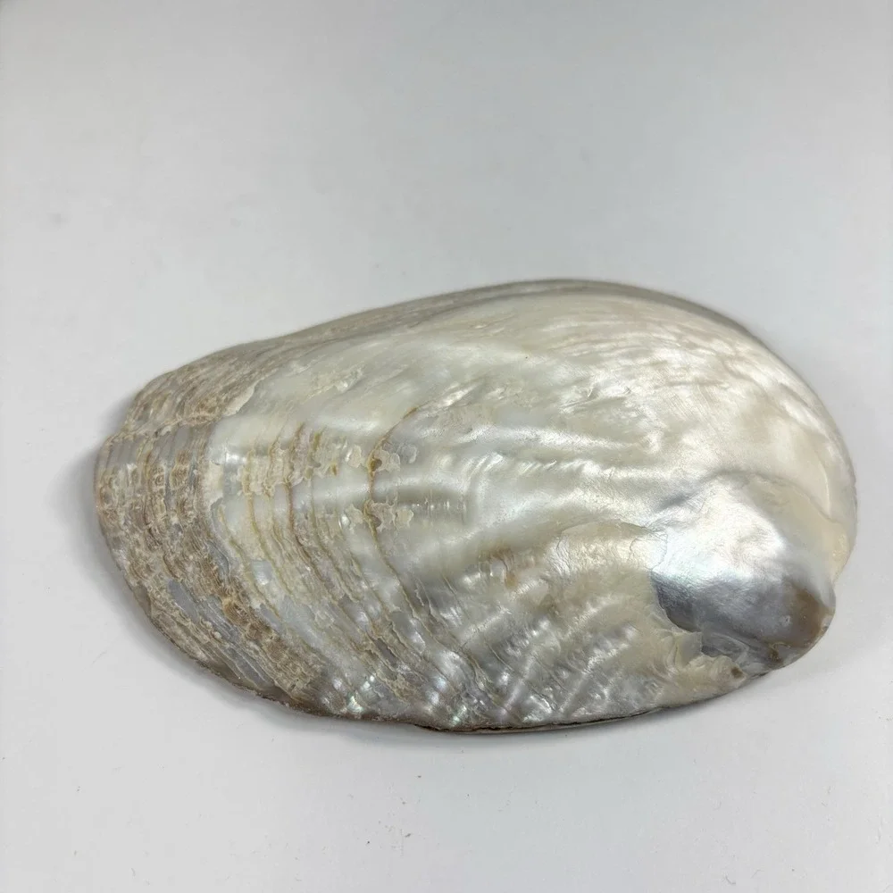 Vtg‎ Mother Of Pearl Seafood Cocktail Shells Set Of 8